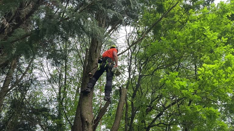 How Our Tree Care Process Works  in  Central Islip, NY